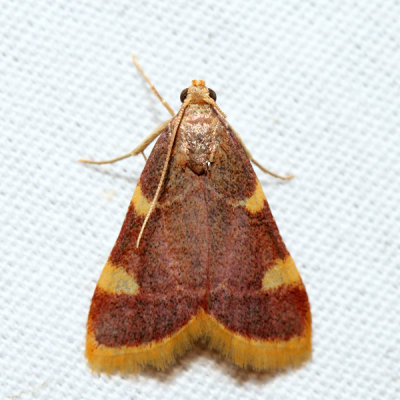 5524 – Clover Hayworm Moth – Hypsopygia costalis 