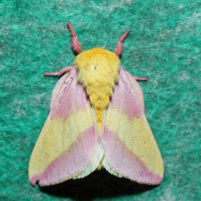 7715 - Rosy Maple Moth - Dryocampa rubicunda