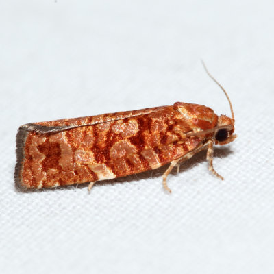 3643 – Jack Pine Budworm Moth – Choristoneura pinus 