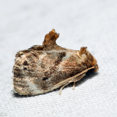 4661  Elegant Tailed Slug Moth  Packardia elegans 