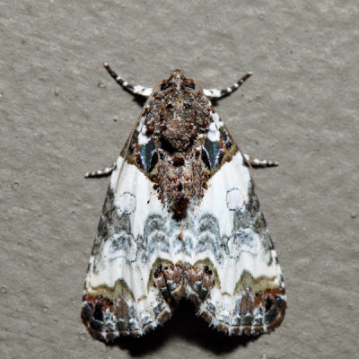 9062 - Tufted Bird-dropping Moth - Cerma cerintha