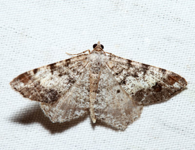  6352 – Granite Moth – Macaria granitata