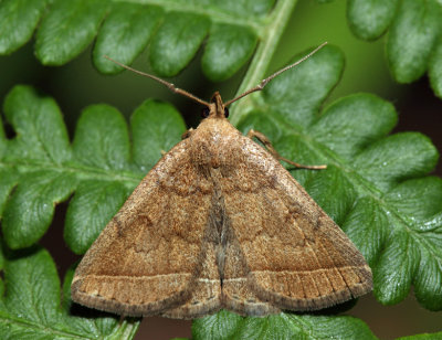 8352  Yellowish Zanclognatha  Zanclognatha marcidilinea 