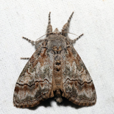 8293 – Sharp-lined Tussock Moth – Dasychira dorsipennata