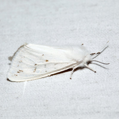8134 – Agreeable Tiger Moth – Spilosoma congrua