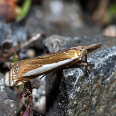 5355  Common Grass-veneer  Crambus praefectellus