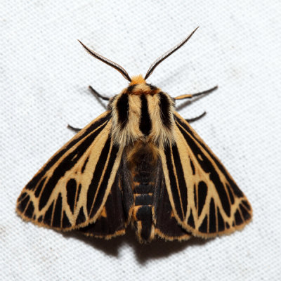 8175 – Little Virgin Tiger Moth – Grammia virguncula