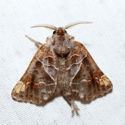 7898 – Striped Chocolate-tip Moth – Clostera strigosa