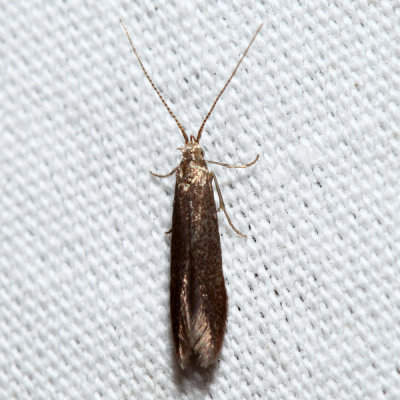 1308 – Cigar Casebearer Moth – Coleophora serratella