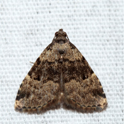 8426 – Visitation Moth – Dyspyralis illocata