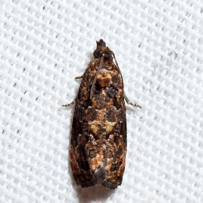 2738  Verbena Bud Moth  Endothenia hebesana