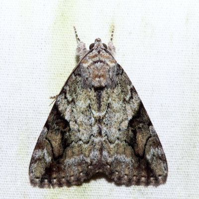  8876 – Little Nymph Underwing – Catocala micronympha
