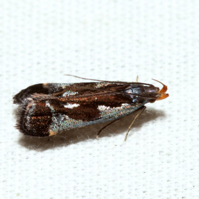 2289  Shining Dichomeris   Dichomeris ochripalpella