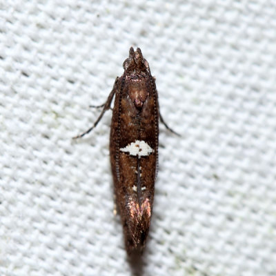 2490 - Carrionflower Moth - Acrolepiopsis incertella