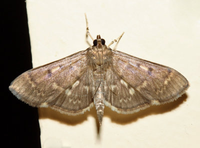 5280  Serpentine Webworm Moth  Herpetogramma aeglealis
