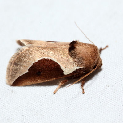 4671 - Skiff Moth - Prolimacodes badia