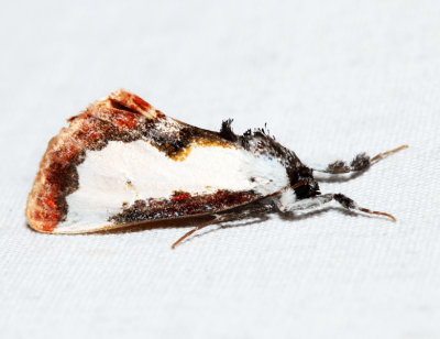 9299 – Pearly Wood-nymph – Eudryas unio