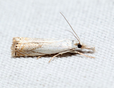 5361 – Small White Grass-veneer – Crambus albellus