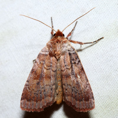 11010 - Lycophotia phyllophora