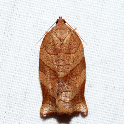 3635 – Oblique-banded Leafroller Moth – Choristoneura rosaceana