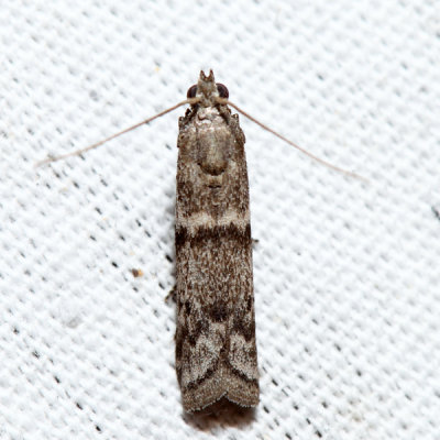  5968 – Gooseberry Fruitworm Moth – Zophodia grossulariella