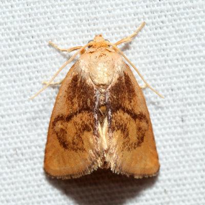 4654  Abbreviated Button Slug Moth  Tortricidia flexuosa