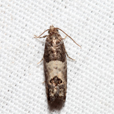 2906  Eye-spotted Bud Moth  Spilonota ocellana