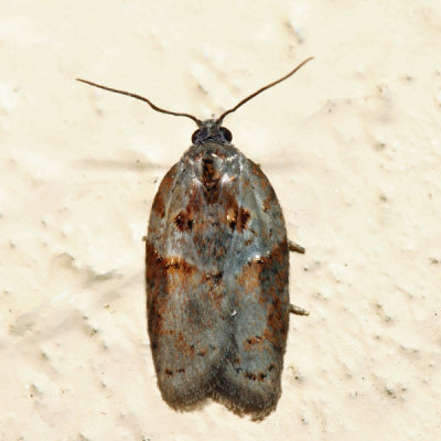 3543 – Stained-back Leafroller – Acleris maculidorsana