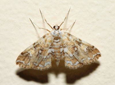 4749 – Elophila faulalis