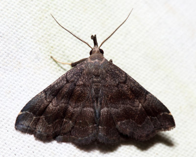 8364 – Black-banded Owlet – Phalaenostola larentioides