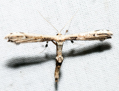 6168 – Eupatorium Plume Moth – Oidaematophorus eupatorii