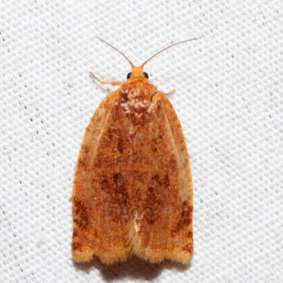 3661 – Ugly-nest Caterpillar Moth – Archips cerasivorana