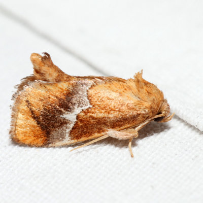4665 – Yellow-shouldered Slug Moth – Lithacodes fasciola