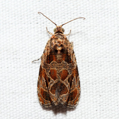 2795 – Basswood Olethreutes – Olethreutes tilianum