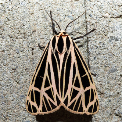 8197  Virgin Tiger Moth  Grammia virgo