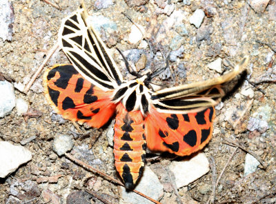 8197  Virgin Tiger Moth  Grammia virgo