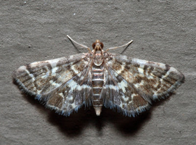 5176 – Yellow-spotted Webworm Moth – Anageshna primordialis