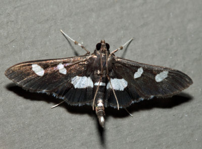 5159 – Grape Leaffolder – Desmia funeralis