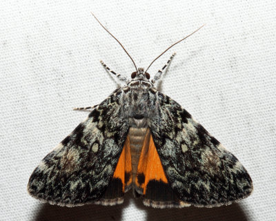 8878.1  Little Lined Underwing  Catocala lineella