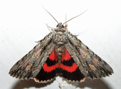 8851 – Scarlet Underwing – Catocala coccinata