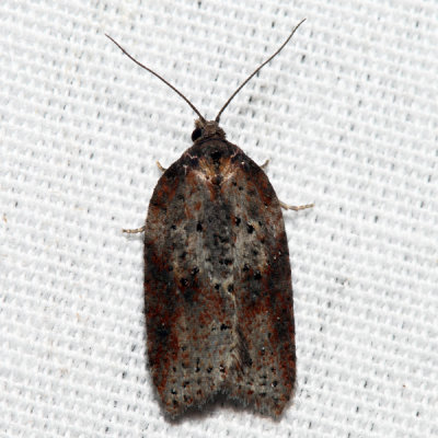 3527 - Acleris viburnana