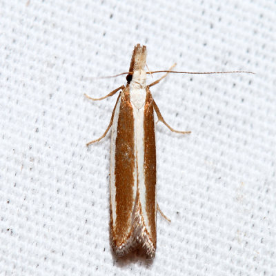 2282 – Juniper Webworm Moth – Dichomeris marginella