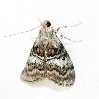  5606  Maple Webworm Moth  Pococera asperatella