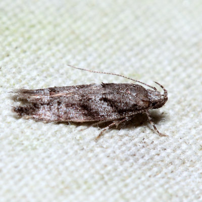 Gelechiidae