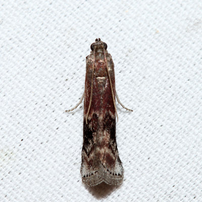 5995 - American Plum Borer - Euzophera semifuneralis