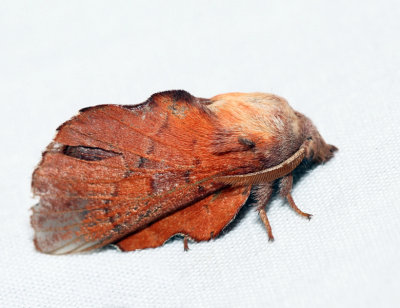 7687 - Lappet Moth - Phyllodesma americana