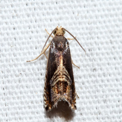  3443.1 – Eurasian Hemp Moth – Grapholita delineana