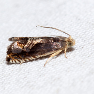  3443.1 – Eurasian Hemp Moth – Grapholita delineana