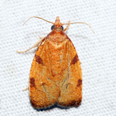 3722 – Chokecherry Leafroller – Cenopis directana