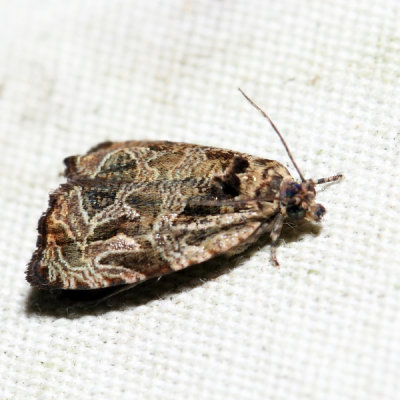 2776  Woolly-backed Moth  Olethreutes furfuranum